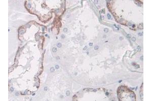 DAB staining on IHC-P; Samples: Human Kidney Tissue (SPARCL1 抗体  (AA 298-545))