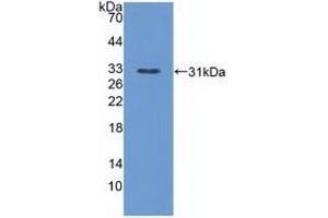 Western Blot; Sample: Recombinant PLCe1, Mouse. (PLCE1 抗体  (AA 1-250))