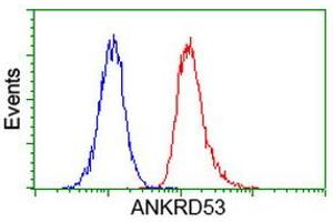 Image no. 5 for anti-Ankyrin Repeat Domain 53 (ANKRD53) (AA 1-300) antibody (ABIN1490721) (ANKRD53 抗体  (AA 1-300))
