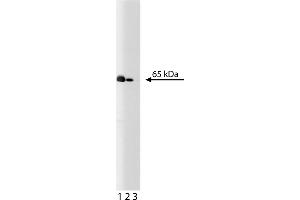 Western Blotting (WB) image for anti-Nuclear Factor-kB p65 (NFkBP65) (AA 136-224) antibody (ABIN968223) (NF-kB p65 抗体  (AA 136-224))