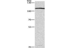 Western blot analysis of Raji cell, using COPB1 Polyclonal Antibody at dilution of 1:350 (COPB1 抗体)