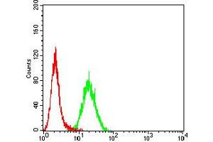 Flow cytometric analysis of Hela cells using ELANE mouse mAb (green) and negative control (red). (ELANE 抗体  (AA 140-267))
