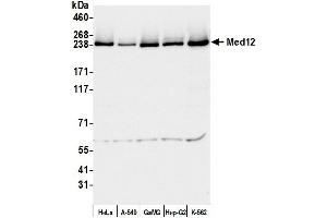 Western Blotting (WB) image for anti-Mediator Complex Subunit 12 (MED12) (C-Term) antibody (ABIN7453548) (MED12 抗体  (C-Term))