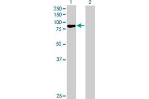 Western Blot analysis of PCDHB13 expression in transfected 293T cell line by PCDHB13 MaxPab polyclonal antibody. (PCDHB13 抗体  (AA 1-798))
