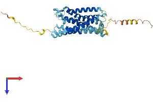 CX3CR1 Protein (AA 1-354) (His tag)