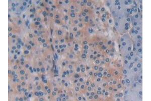Detection of BECN1 in Human Pancreas Tissue using Polyclonal Antibody to Beclin 1 (BECN1) (Beclin 1 抗体  (AA 1-273))