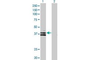 Western Blot analysis of WNT6 expression in transfected 293T cell line by WNT6 MaxPab polyclonal antibody.