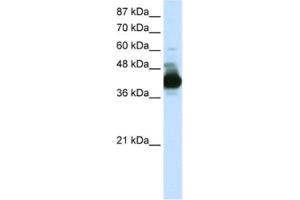 Western Blotting (WB) image for anti-RAE1 RNA Export 1 Homolog (S. Pombe) (RAE1) antibody (ABIN2462090) (RAE1 抗体)