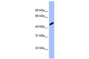 RBBP7 antibody used at 1 ug/ml to detect target protein. (RBBP7 抗体  (Middle Region))