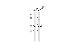 JUN Antibody (T62/S63) (ABIN1881470 and ABIN2838821) western blot analysis in PC-3,U87-MG cell line lysates (35 μg/lane). (C-JUN 抗体  (AA 41-70))