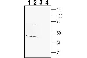 Western blot analysis of rat brain membranes (lanes 1 and 3) and mouse brain membranes (lanes 2 and 4):1-2.