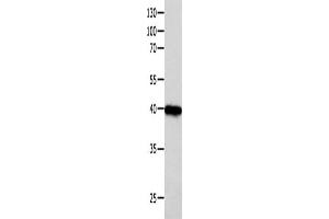 Western Blotting (WB) image for anti-Forkhead Box L1 (FOXL1) antibody (ABIN2425893) (FOXL1 抗体)