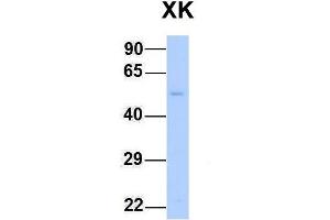 Host:  Rabbit  Target Name:  XK  Sample Type:  Human Fetal Liver  Antibody Dilution:  1. (Membrane transport protein XK (XK) (N-Term) 抗体)