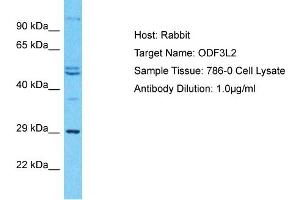 Host: Rabbit Target Name: ODF3L2 Sample Type: 786-0 Whole Cell lysates Antibody Dilution: 1. (ODF3L2 抗体  (C-Term))