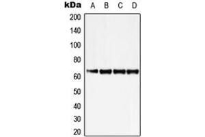 Western blot analysis of ZNF460 expression in K562 (A), Jurkat (B), SP2/0 (C), H9C2 (D) whole cell lysates. (ZNF460 抗体  (C-Term))