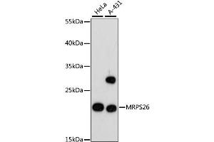 Western blot analysis of extracts of various cell lines, using MRPS26 antibody. (MRPS26 抗体)