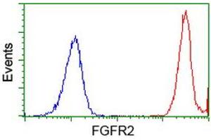 Image no. 2 for anti-Fibroblast Growth Factor Receptor 2 (FGFR2) antibody (ABIN1498249) (FGFR2 抗体)