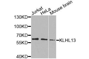 Western blot analysis of extracts of various cell lines, using KLHL13 antibody (ABIN6003698) at 1/1000 dilution. (KLHL13 抗体)