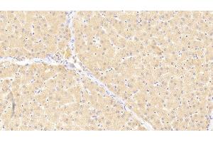 Detection of vWF in Rat Liver Tissue using Polyclonal Antibody to Von Willebrand Factor (vWF) (VWF 抗体  (AA 49-230))