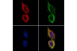 ABIN6265766 and ABIN6268647 staining Hela by IF/ICC.