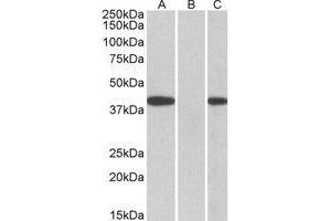 Western Blotting (WB) image for anti-Fanconi Anemia, Complementation Group F (FANCF) (C-Term) antibody (ABIN2464565) (FANCF 抗体  (C-Term))
