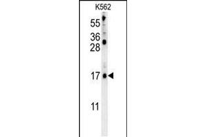 LCE2B Antibody (C-term) (ABIN653985 and ABIN2843927) western blot analysis in K562 cell line lysates (35 μg/lane). (LCE2B 抗体  (C-Term))