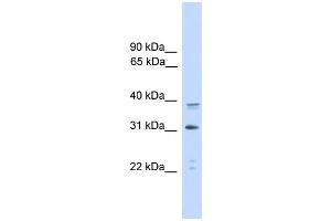 WB Suggested Anti-CEBPA Antibody Titration: 0. (CEBPA 抗体  (C-Term))