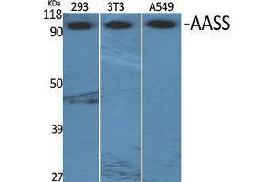Western Blot (WB) analysis of specific cells using AASS Polyclonal Antibody. (AASS 抗体  (Internal Region))
