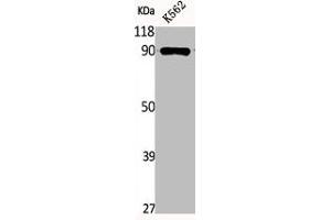 Western Blot analysis of K562 cells using Phospho-HSP90β (S254) Polyclonal Antibody (HSP9AB1 (pSer254) 抗体)