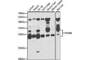 Western blot analysis of extracts of various cell lines, using PSMB8 antibody. (PSMB8 抗体)