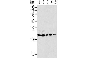 Western Blotting (WB) image for anti-Tumor Protein D52-Like 1 (TPD52L1) antibody (ABIN2427445) (TPD52L1 抗体)