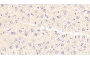 Detection of HRG in Mouse Liver Tissue using Polyclonal Antibody to Histidine Rich Glycoprotein (HRG) (HRG 抗体  (AA 93-328))