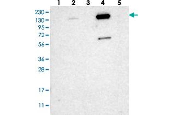 Zinc Finger Protein 629 (ZNF629) 抗体