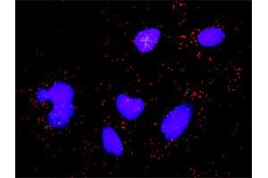 Proximity Ligation Analysis of protein-protein interactions between CASP3 and CDKN1A. (p21 抗体  (AA 65-164))