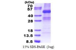 SDS-PAGE (SDS) image for Zinc Finger Protein 514 (ZNF514) (AA 1-400) protein (His tag) (ABIN5853307) (ZNF514 Protein (AA 1-400) (His tag))