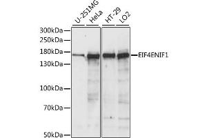 Western blot analysis of extracts of various cell lines, using EIF4ENIF1 antibody (ABIN6289976) at 1:1000 dilution. (EIF4ENIF1 抗体)