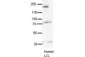 SYNJ1 antibody - N-terminal region  validated by WB using human LCL at 1:1000. (Synaptojanin 1 抗体  (N-Term))