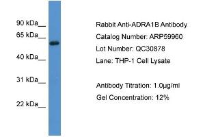 WB Suggested Anti-ADRA1B  Antibody Titration: 0. (ADRA1B 抗体  (C-Term))