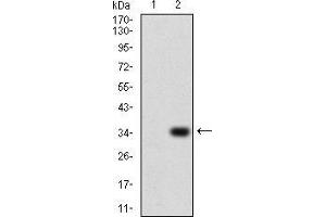 Western Blotting (WB) image for anti-Purinergic Receptor P2Y, G-Protein Coupled, 13 (P2RY13) (AA 1-49) antibody (ABIN5927793) (Purinergic Receptor P2Y, G-Protein Coupled, 13 (P2RY13) (AA 1-49) 抗体)