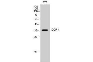 Western Blotting (WB) image for anti-Opioid Receptor, delta 1 (OPRD1) (C-Term) antibody (ABIN3174812) (OPRD1 抗体  (C-Term))