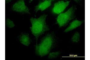 Immunofluorescence (IF) image for anti-Proprotein Convertase Subtilisin/kexin Type 1 (PCSK1) (AA 652-753) antibody (ABIN562137)