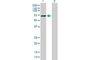 Western Blot analysis of CES1 expression in transfected 293T cell line by CES1 MaxPab polyclonal antibody.
