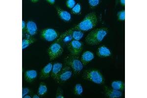 IF analysis of DNAJC10 using anti-DNAJC10 antibody (ABIN7601358).