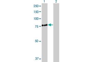Western Blot analysis of ALOX5 expression in transfected 293T cell line by ALOX5 MaxPab polyclonal antibody. (ALOX5 抗体  (AA 1-674))