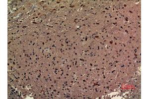 Immunohistochemistry (IHC) analysis of paraffin-embedded Mouse Brain, antibody was diluted at 1:100. (RRP7A 抗体  (C-Term))