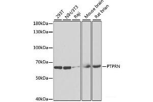 Western Blotting (WB) image for anti-Protein Tyrosine Phosphatase, Receptor Type, N (PTPRN) antibody (ABIN7262216)
