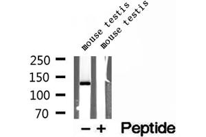 Western blot analysis of extracts of mouse testis tissue, using NASP antibody. (NASP 抗体  (C-Term))