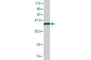 Western Blotting (WB) image for anti-Fas Apoptotic Inhibitory Molecule 3 (FAIM3) (AA 124-223) antibody (ABIN563980)