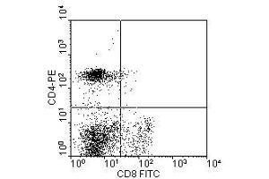 Image no. 1 for anti-CD8a Molecule (CD8A) antibody (Biotin) (ABIN135478) (CD8 alpha 抗体  (Biotin))