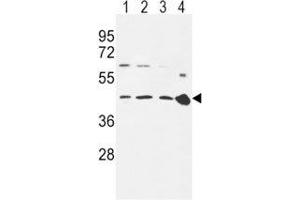 CCR7 antibody western blot analysis in 293 (lane 1), Ramos (2), MDA-MB231 (3) cell line and mouse spleen tissue (4) lysate. (CCR7 抗体  (AA 11-37))